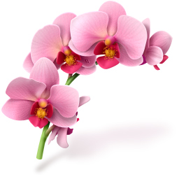 Подарок ВК Орхидея