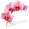Подарок ВК Орхидея