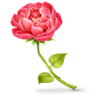 Подарок ВК Роза