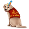 VK Gift Собака в свитере